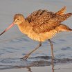 Marbled Godwit
